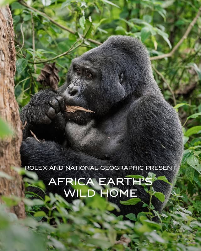 Rolex is proud to present ‘Africa Earth’s Wild Home’, a landmark seven-part natural history series created by @natgeo. The episodes journey into the heart of Africa, revealing extraordinary wildlife, vast landscapes a…