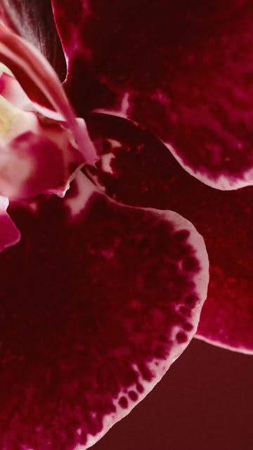 La Bomba Intensa. The next chapter for La Bomba. Intensa builds on the original's essence, channeling its joyful spirit into something more dramatic and emotional. Bursting with juicy wild berries, a Venezuelan orchid…