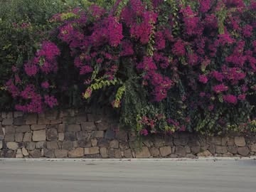 Concurso de Elegancia Costa del Sol. Vibrant streets of Marbella, winding roads, Andalusian sun — and BUGATTI that leaves nothing unseen. #BUGATTI #TOURBILLON @concursodeeleganciacostadelsol – WLTP: bugatti.link/consu…