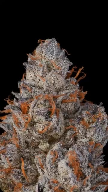 Violet Sky 💜☁️ A purple strain within the KK lineage.