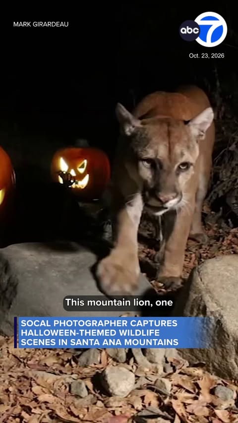 A Southern California photographer and community scientist is combining his interests in wildlife and Halloween through a series of trail camera images capturing animals interacting with seasonal displays in the Santa…