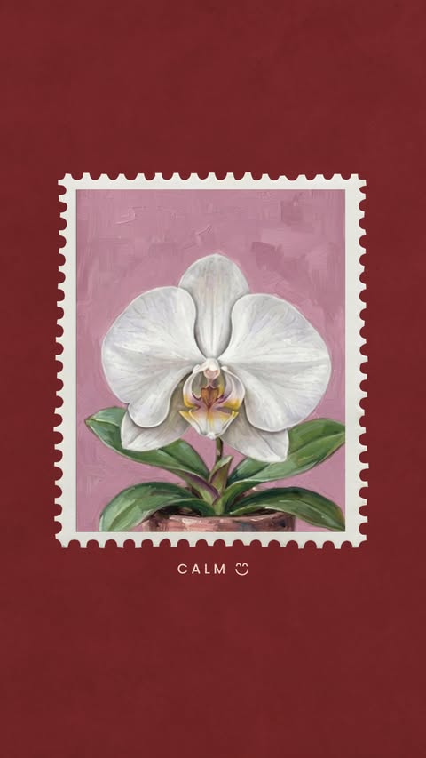 May calmness find you soon, through PHOOL OF GRACE. ✨ A floral-woody fragrance made for calm confidence. THE NOTES Graceful orchid, juicy tropical fruits & warm sandalwood. THE FEEL Completely at ease in your own skin…