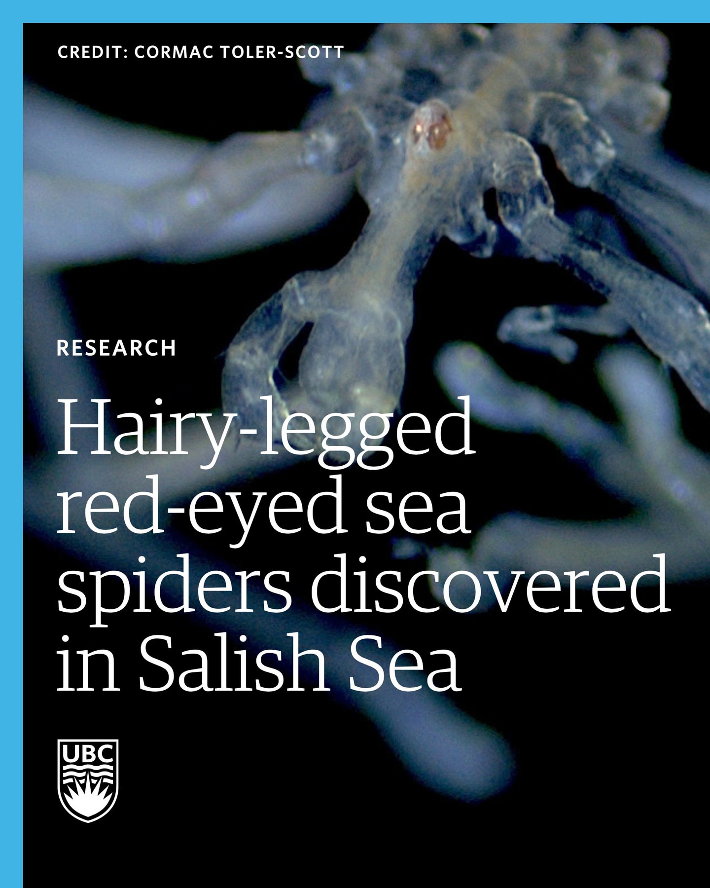 Researchers at UBC have identified two new sea spider species in the Salish Sea, the first in nearly a century.⁣ ⁣ Their documentation and genetic analysis helps fill a gap in a poorly understood group of animals. Thi…