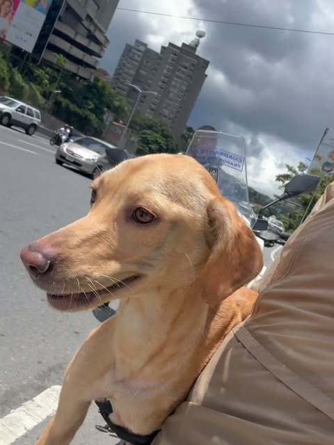 Hoy el día de los animales, recordando como nos conocimos y hoy es la verdadera Reina de la casa. Ve hasta la última foto porque a veces el final no es el final. ❤️