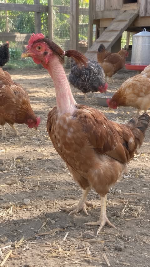 Fresh haircut 🐔