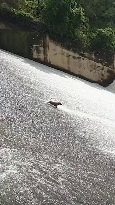 Here's to those who understand that our humanity isn't measured only by the kindness we show one another, but by the grace we extend to all of God's creatures. Here's to the people who put themselves at risk in servic…