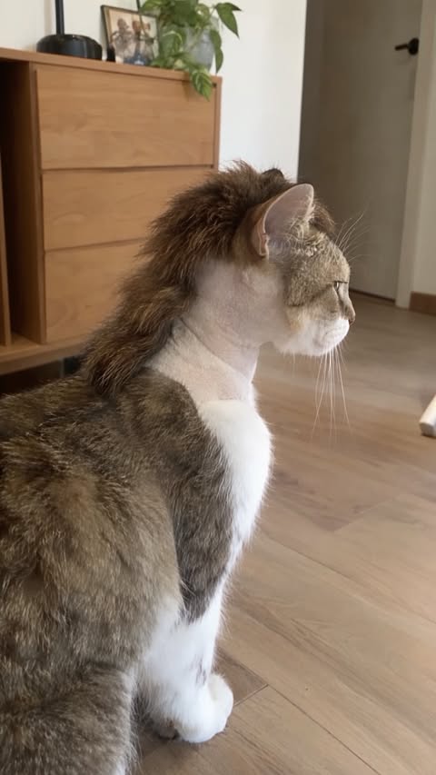 He really committed to the mullet 🐱