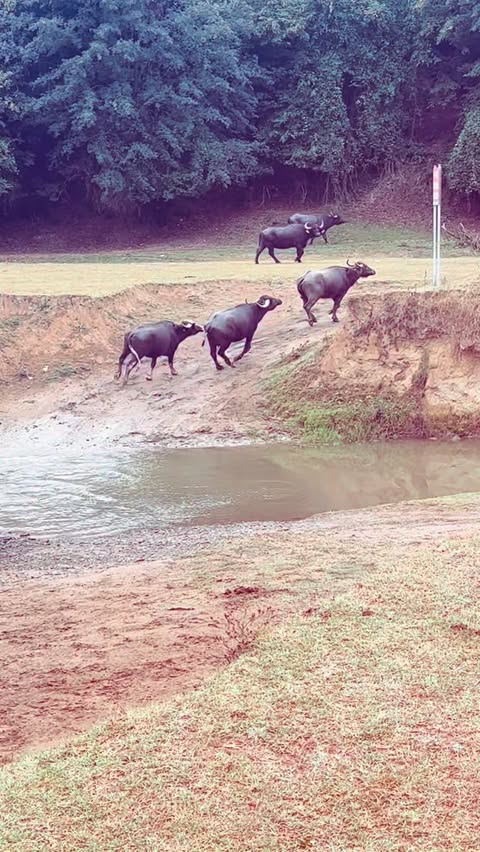 Arazide otomobil çekimi yaparken bazen doğa belgeseli de çekiyoruz 😂 mesela burada kendini yaban mandası kovalayan Arslan zanneden köpek 🐕 konulu belgeselimizi görebilirsiniz.