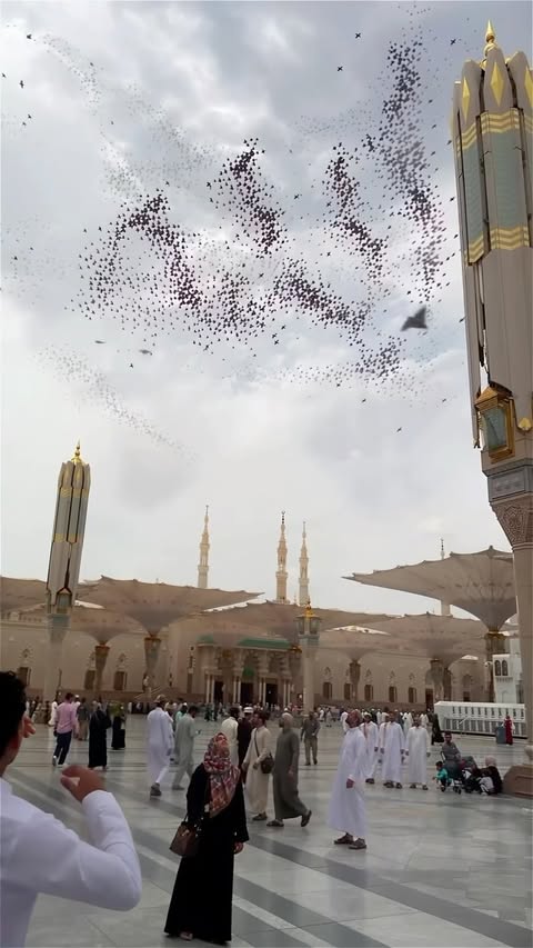 Birds in Medina ❤️ #yzfamily