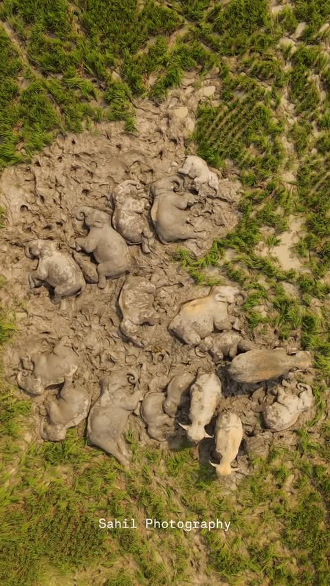 Elephant family sleeping in the grassland of assam ,India 📍Assam, India ✅Story Re-shares are appreciated✅ Please don’t re-upload without prior permission Follow to @photoready2.0 more such content . (P.S - Safe dista…