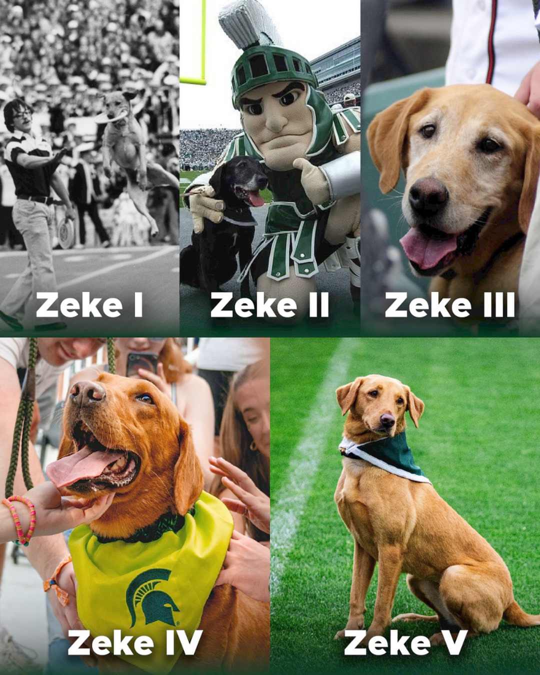 Our favorite pup, in every era. 💚
