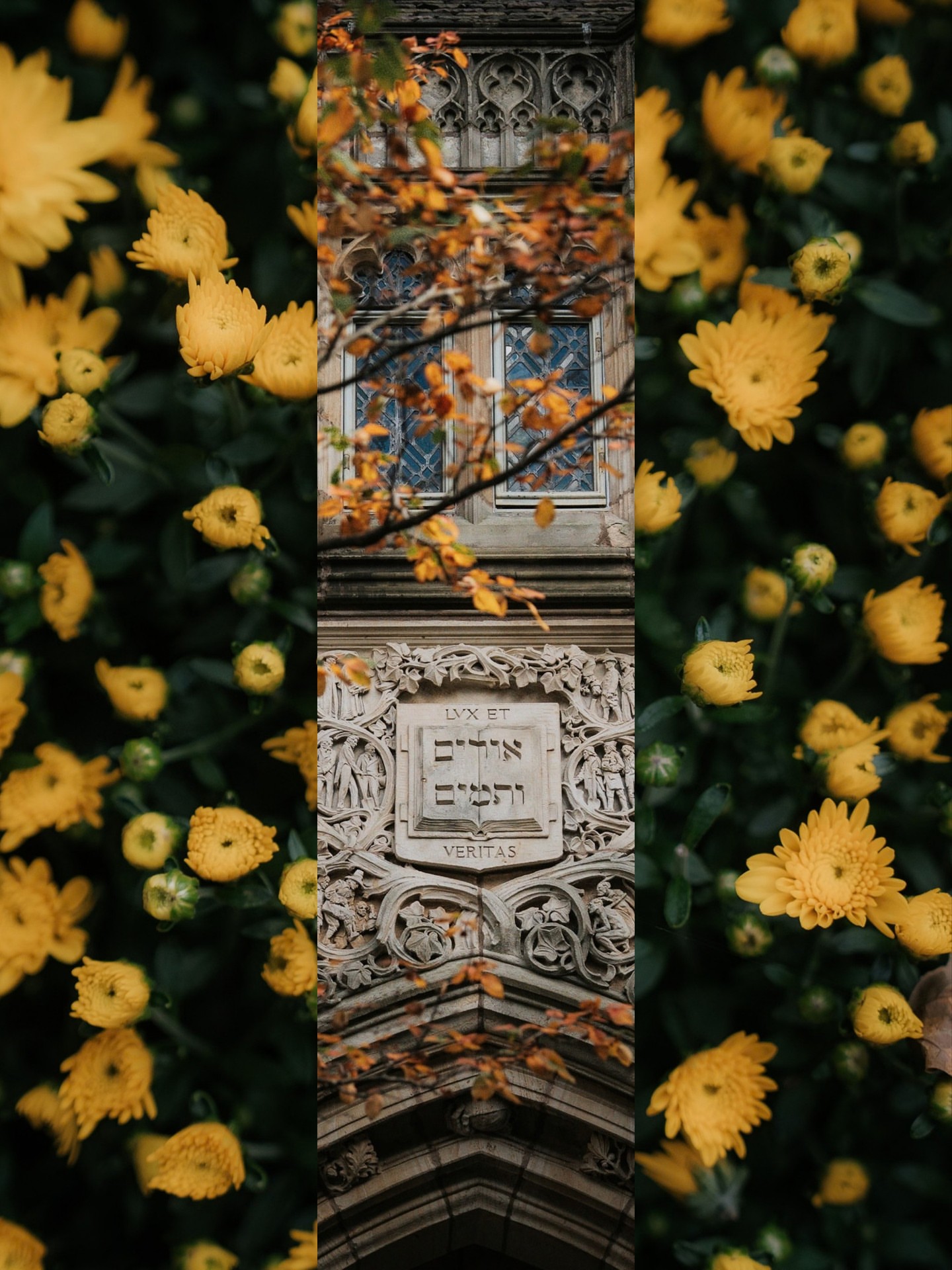 A little more fall with each passing day. 🍁 📷: @capturingyale