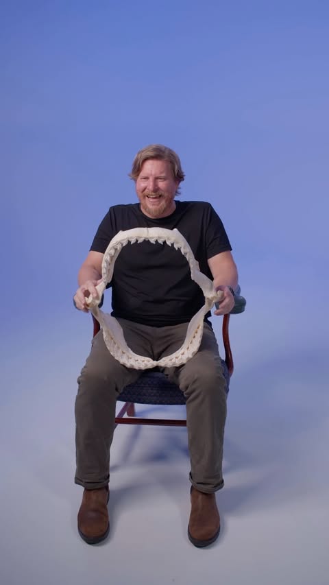 shark dentists?