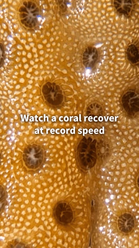 🪸 Stanford scientists have discovered a way to reverse coral bleaching at record speed, opening new possibilities for restoration. In a laboratory setting, researchers have shown that corals on the brink of death can…