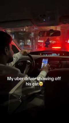 POV: Your driver has a perfect cat