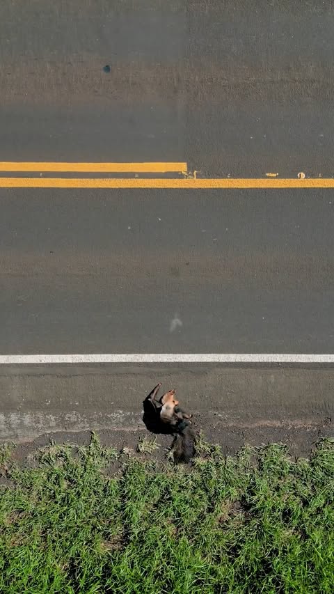 The giant anteater population in Brazil is declining due to an increase in roadside collisions, with 766 of the elusive creatures found dead along highways in Mato Grosso do Sul from 2017 to 2020, including this one t…