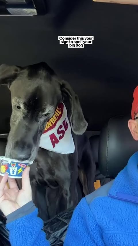 New ASU research is helping us understand why big dogs age faster. Noah Snyder-Mackler's research looks at big dogs' genomes to understand where and how problems compound rapidly compared with little dogs. This discov…