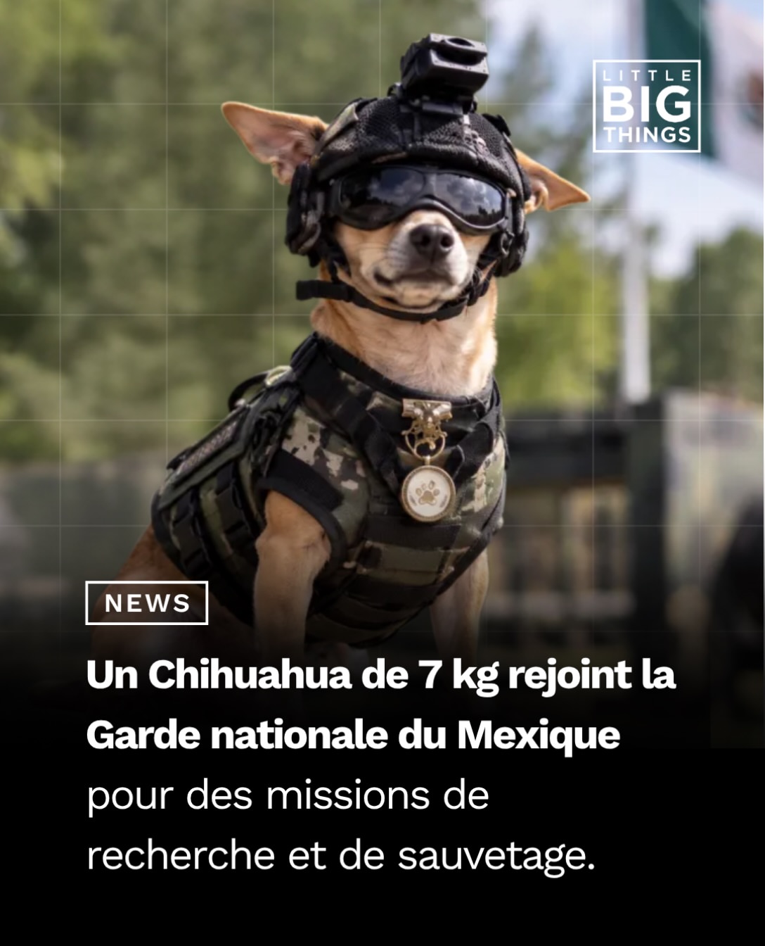 Au Mexique, Comando, un Chihuahua de 13 mois pesant 7 kg et mesurant 21 cm, a rejoint la Garde nationale pour participer à des actions auprès du public et s’entraîner aux missions de recherche et de sauvetage. Adopté …