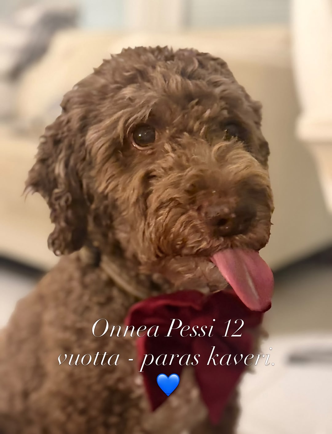 #lagottoromagnolo #italianvesikoira