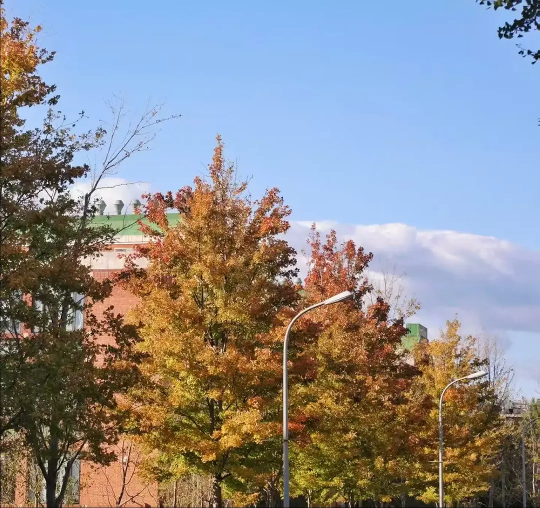Spotted: the first few trees trying on their autumn outfits 👀🍂 📷 Yang Yuhan #Tsinghua #DiscoverTsinghua