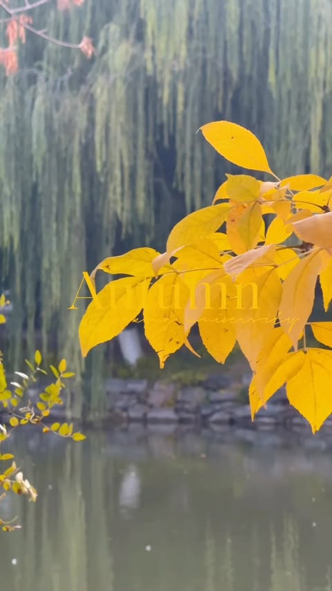 POV: taking a walk by Weiming Lake on an autumn afternoon.🍂 📹: Cao Mengyao #PKUCampus #DiscoveringPKU