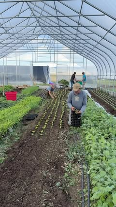 Our Market Garden is officially organically certified! 🌱🤎 This certification has been a year in the making, and the whole team is beyond excited! Visit the Midway Farm Store or Kamas Farm Stand to shop our organic p…