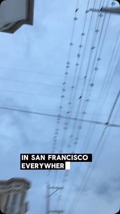 Massive amount of crows on my block in San Francisco. It may look normal but I walk there every day and I’ve never noticed even a single crow, much less an army