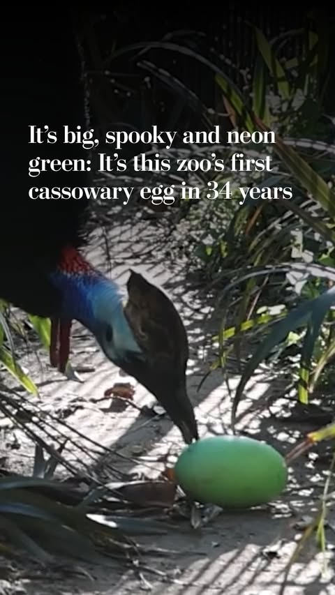 It looks like a giant Cadbury egg, but inside is a flightless bird. For the first time in 34 years, a cassowary laid an egg at Adelaide Zoo in South Australia. 10-year-old Martha has been mating with 13-year-old Jeffr…