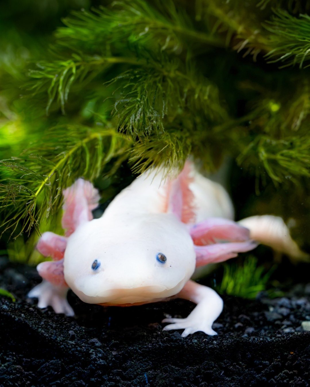 This is your sign to go to @birchaquarium. ‼️ 🌊 The Axolotl’s Garden / El Jardín del Ajolote, presented by @lodgetorreypines, is officially OPEN! ✨ Discover the fascinating world of the endangered Axolotl, from the m…