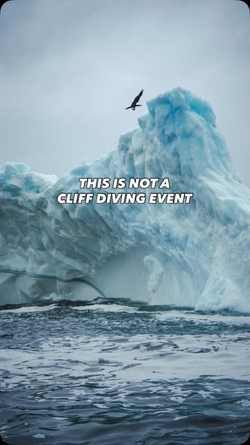 from cliff diving to ICEBERG diving?! 🧊🥶 @mollycarlson1 just made history as the first woman to dive from an iceberg! 🤯 watch Molly’s dream project on YouTube @redbull 👀 📍 Twillingate, Newfoundland & Labrador 🇨�…