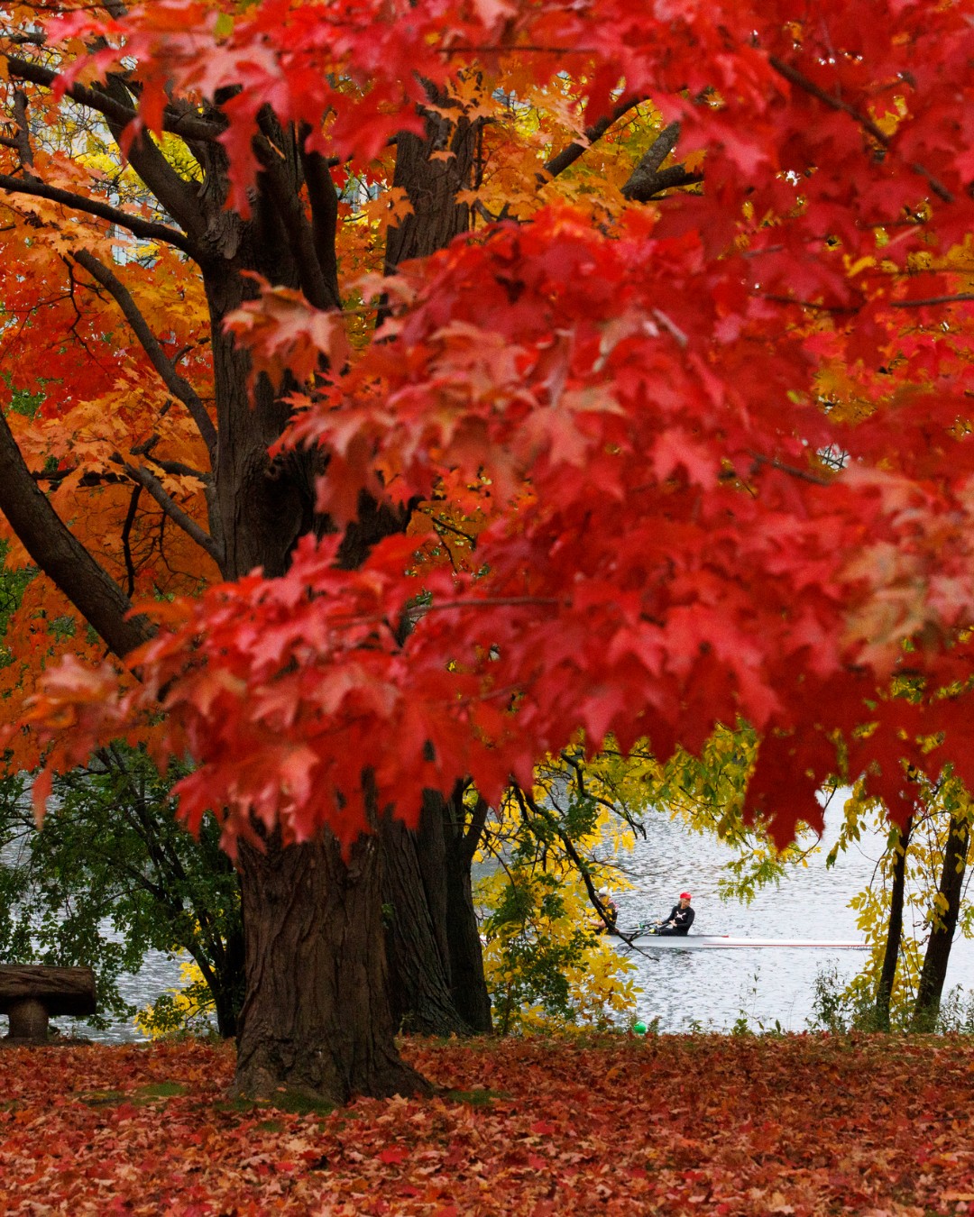 Which fall color is your favorite? ❤️ 🧡 💛 Photos: @veaseyconway/Harvard University and @stephanie_blair_mitchell/Harvard University