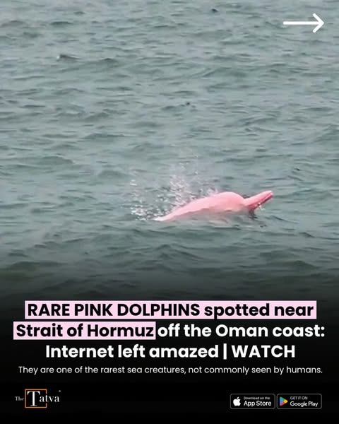 pale pink dolphin swimming alongside its darker companions has turned an encounter off Oman’s coast into a viral talking point. Footage reportedly captured near Qantab Beach in Muscat shows the unusually coloured anim…
