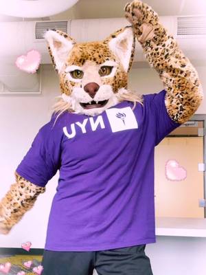 ✨bobcat feelin kawaii (˶>⩊<˶)✨ #newyorkuniversity #kawaii #bobcat