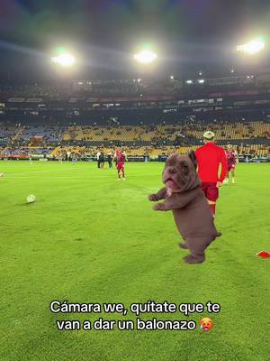 Ese we 🐶😂 #TolucaFC #TikTokDeportes #perrito #bailarin