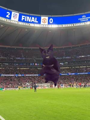 😁😁😁 #atleticodemadrid #UCL #chmapionsleague #meme #cat
