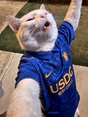 bro put his whole soul into that chorus 😭🐈 #ChelseaFC #CFC #meme #funny #cats