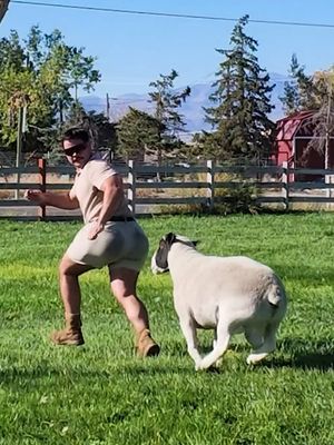 Don’t ever challenge Rambo to a face off, you will lose. #rambo #ram #farmtok #utah #sheep