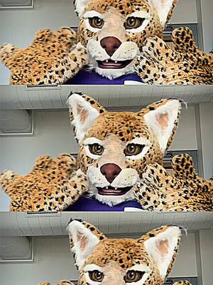 yes bob is cringe… but bob is ✨free✨ #newyorkuniversity #nyc #bobcat