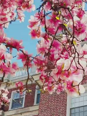 We love it here 🥰 #Harvard #HarvardUniversity #College #Student #Campus