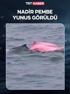 🐬Nadir görülen pembe yunus Umman açıklarında görüntülendi.
