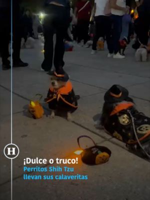 ¡Tomen todos los dulces que quieran! 🤩🍬🍫🍭 Estos perritos se disfrazaron de brujas y se llevaron su calaverita consigo a la reunión de perros Shih Tzu con temática del Día de Muertos 🎃🐶🌼💀 #HeraldoDigital