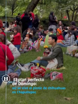 Realizan picnic de #Chihuahuas en Chapultepec #heraldodigital
