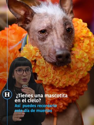 #Explainer | 🐶 ¡Una ofrenda para tus peluditos! Así puedes recordar a tus mascotas este Día de Muertos 🐾 Si tienes a tu mejor amigo de cuatro patas en el cielo, octubre es el mes perfecto para honrar su memoria y se…