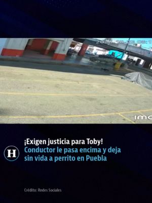 🐶 ¡Exigen justicia para Toby! Conductor atropella sin piedad a perrito en Puebla 😡 Lo que parecía un día normal en el mercado de Ajalpan terminó en una dolorosa tragedia que ha llenado de indignación a toda la comun…
