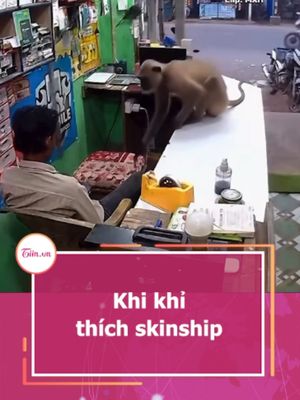 Khi khỉ thích skinship #tiinnews