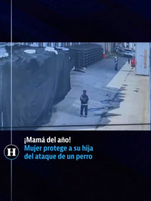 En China, una mujer no dudó en poner su propio cuerpo como escudo para proteger a su pequeña hija del avance de un perro de gran tamaño. Aunque un testigo dudó durante varios segundos críticos, finalmente reaccionó y …