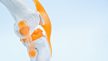 Two Cornell engineers set out to recreate lubricin, a slippery glycoprotein that keeps healthy knees, hips and shoulders gliding smoothly against each other for a lifetime. When joints are injured or age, lubricin pro…