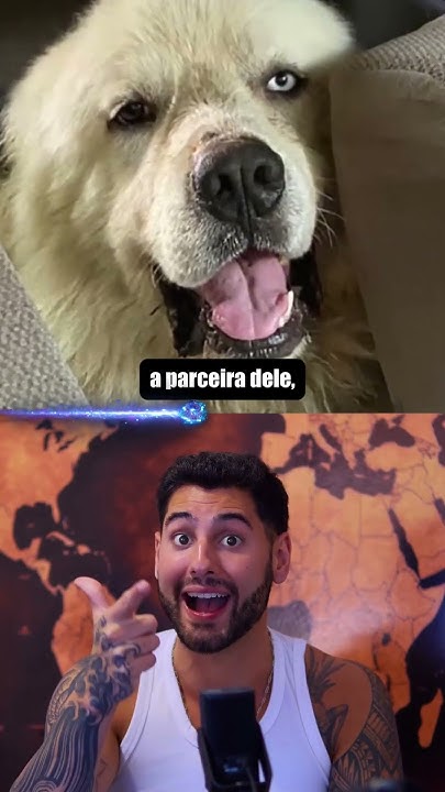 The John Wick of Dogs