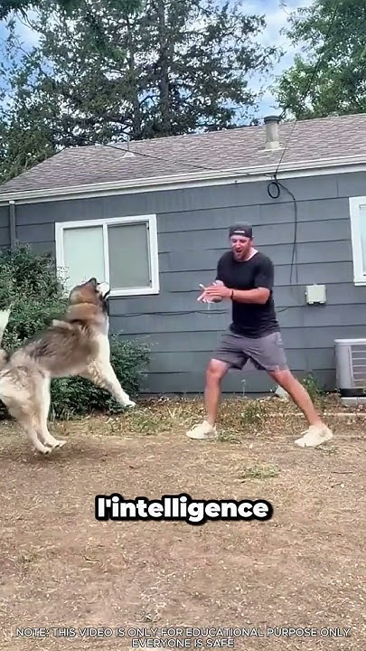 Malamute vs Golden : qui saute le mieux ? 🐶